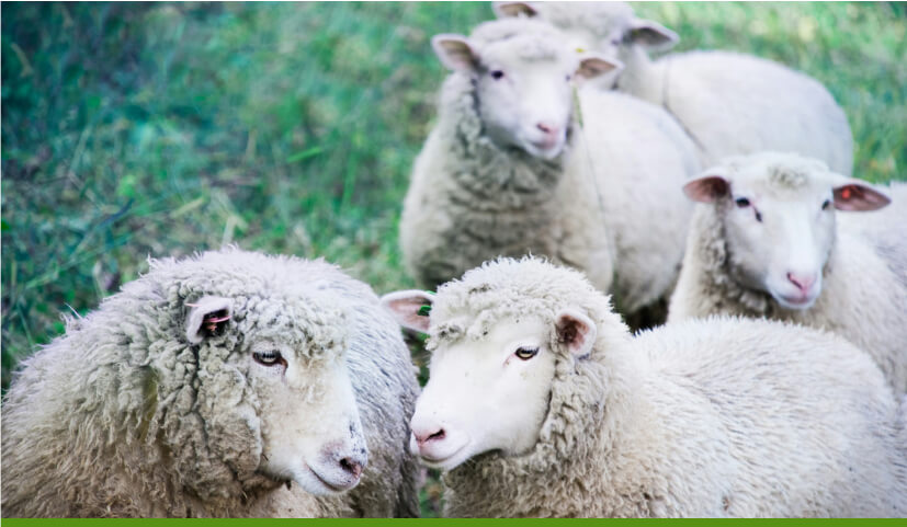 sheep